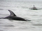 Pacific white sided dolphins in Lama Passage 6-14-06