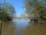 Great secluded pullboat cut anchorage.  The river and traffic roared by but I shared the seclusion with a gator, an otter, and several wood ducks.