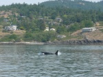 Whales on W. side of San Juan Sunday May 17th