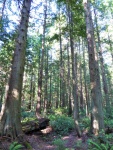 Old growth on Hope Island May 30 2015