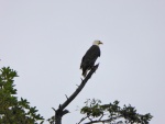 An eagle in a tree on Clark island.