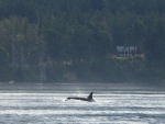 Yep, the killer whales run along the outside of San Juan island like clockwork.  Doesn\'t make them any eaiser to photograph though - somehow my batteries always die just as I find the whales.