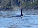 55 Orca in sight