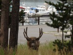 mule deer by Bridge Bay Marina during C-Dory Gathering