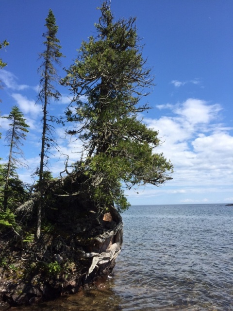 Trees hang on for dear life on the rocky shore