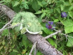 Lil' Brat finds Isle Royal's most wanted invasive flower.
The Knotweed