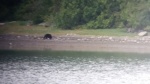 Lots of constant bear activity in Nimmo Bay with up to 6 on the shore at once, shore leave not allowed