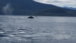 Cormorant Channel.  We spent the whole afternoon watching humpbacks and Orca from here and south to Robson Bight