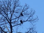 Saw many pairs of nesting Eagles, both up river and in St. Joes.