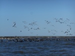 Birds off Cape San Blas.