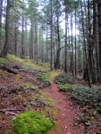 Hiking trail that leads from Cypress Head up to the Main Line Trail