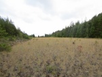 Old Airstrip looking South