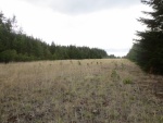 Old airstrip looking North