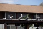 Pelicans by Conco