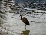 Limpkin