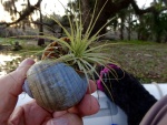 Apple sail with air plant