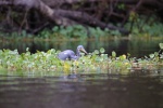 Blue Heron