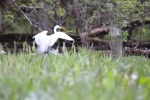 White Egret