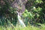 white Egret