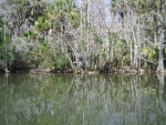 Creek side scenery