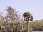 Osprey nesting