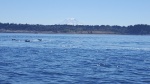 South Sound-Chambers Bay, Mount Rainier and Dolphins