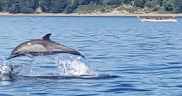 Long-beaked Common Dolphin #2-July 2016