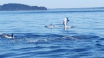 Long-beaked Common Dolphin #1-July 2016