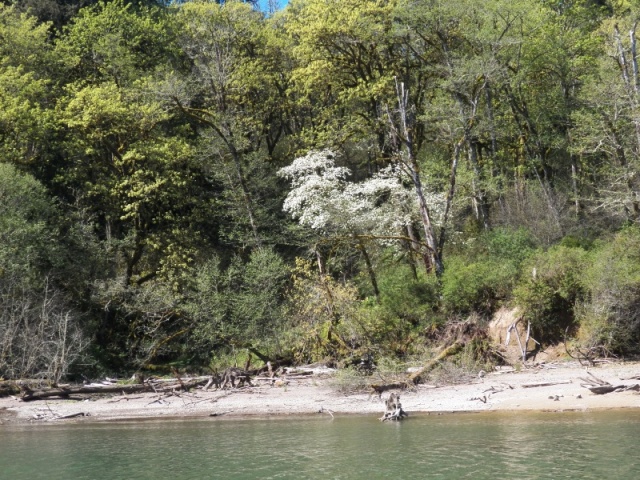 On the lower reservoir, the dogwoods were in bloom.  It's still early in the year, so the reservoir isn't full.