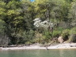 On the lower reservoir, the dogwoods were in bloom.  It's still early in the year, so the reservoir isn't full.