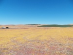 The beautiful orange/red is the result of using Round-Up to kill everything in the field, including any of last years wheat seeds that fell during harvest.  That way, this year's pesticides and herbicides aren't wasted on volunteers from last year's crop.  Think of it as a glucose-free wheat field.