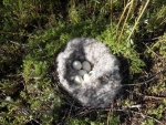 After seeing the footprints I was surprise to find these eggs.  A Canada goose nest.