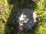 The next nest I found because I could hear the goslings peeping.  But it looks like I'm a day too early.  Each of them had a hole started, but they hadn't pecked through yet.
