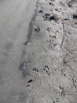 Here are some interesting footprints.  At the bottom, pointing up, are coyote.  At the top, pointing down, are bob cat.  Maybe they fought and created the hole in the sand.