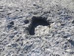 Walking on the island beach was fun.  This two foot by three foot hole was interesting.  All of those footprints, and not one human.