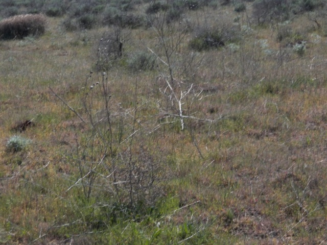 Just outside of the town of Starbuck, a couple of Palouse ran across the road and I got this picture.