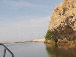 There were more cliff swallows here than on the basalt cliffs.  Huge colonies that would swarm out like bees. 