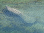 Small Manatee joined us in the marina on Stock Island