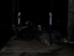 When I came back after dinner, these guys were snoozing on the dock.  They complained all night.