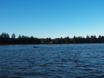 It is kind of hard to see in this picture, but the snag is 600 yards off shore.  The difference in the water surface is because there is a spit that extends out that far.  It is two feet deep where the snag is and 25 feet deep a few feet out from the snag.