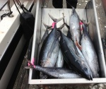 About half the tuna catch