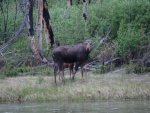 First moose we saw