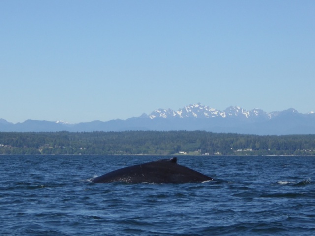 Spotted this lone humpback whale just as I was returning to port in Edmonds.  He was a bugger to get a photo of! Would disappear for 5+ minutes at a time.