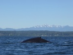 Spotted this lone humpback whale just as I was returning to port in Edmonds.  He was a bugger to get a photo of! Would disappear for 5+ minutes at a time.