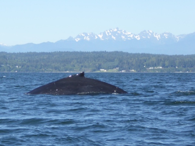 Another shot of the humpback..unfortunately it wasn't interested in putting on a show for me.