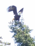 There were a couple of bald eagles in the trees, directly behind my boat, no more than 100' away.