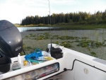 I had enough rode out to drift into the lily pads.  Not a problem.  In fact the fishing was better and I made ceviche for dinner.