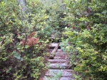 Here is one of the bridges across a rivulet.  This is probably the best one.  Others were a single log or completely broken down.  Some of the drops were 10-12 feet, but you couldn't see that because of the brush.  The Ranger that I spoke with said the last time she was on this trail was to medevac a hiker with a broken leg resulting from a bridge collapsing.  Fun.