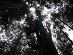 One of the highlights was stopping and looking up.  Huge twisted spruce and cedars, probably still there because the ocean winds had reduced their value as lumber.