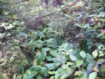 Much of the trail looked like this.  Under the skunk cabbage leaves would be old hand split cedar boards.  Nice and slippery.  I probably fell about 10 times.